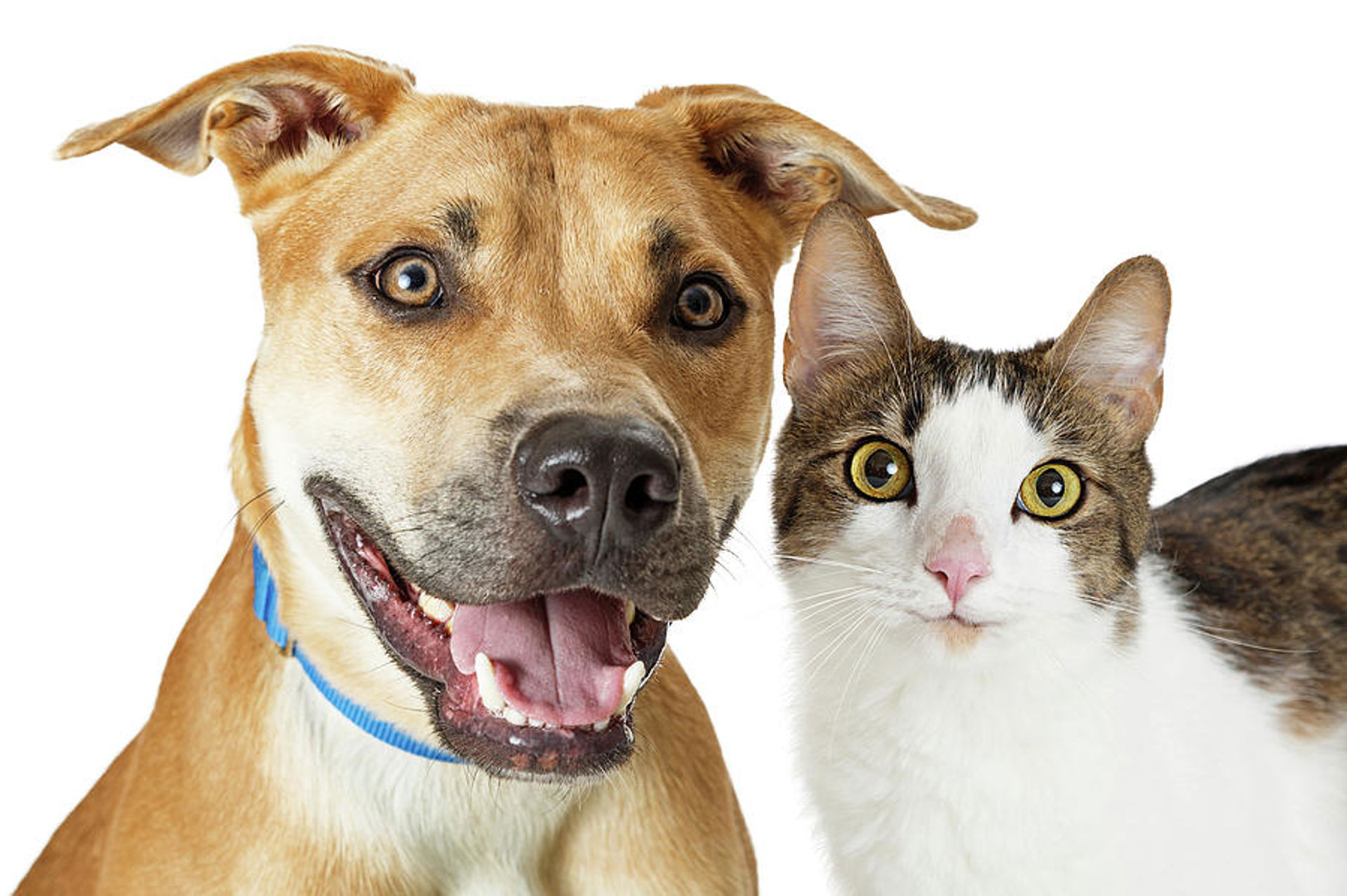 Happy Crossbreed Cat And Dog Together Susan Schmitz (1)